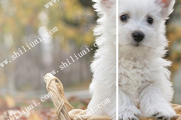 圖片去水印，一鍵去水印、去物體，高效圖片修復